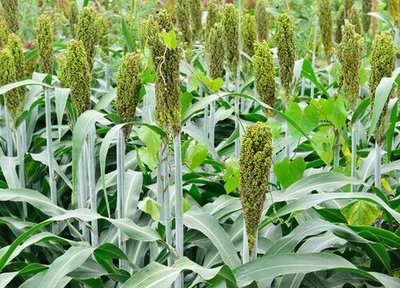 古人餐桌上的主角 揭秘“稷”的農作物身份與千年種植文化